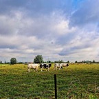 22.06.2025-Maldegem-43.jpg