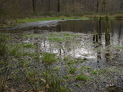 Poel2