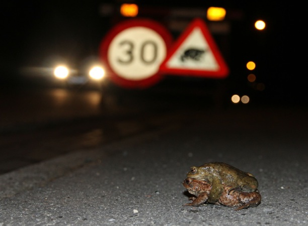 PaddenInHetVerkeer
