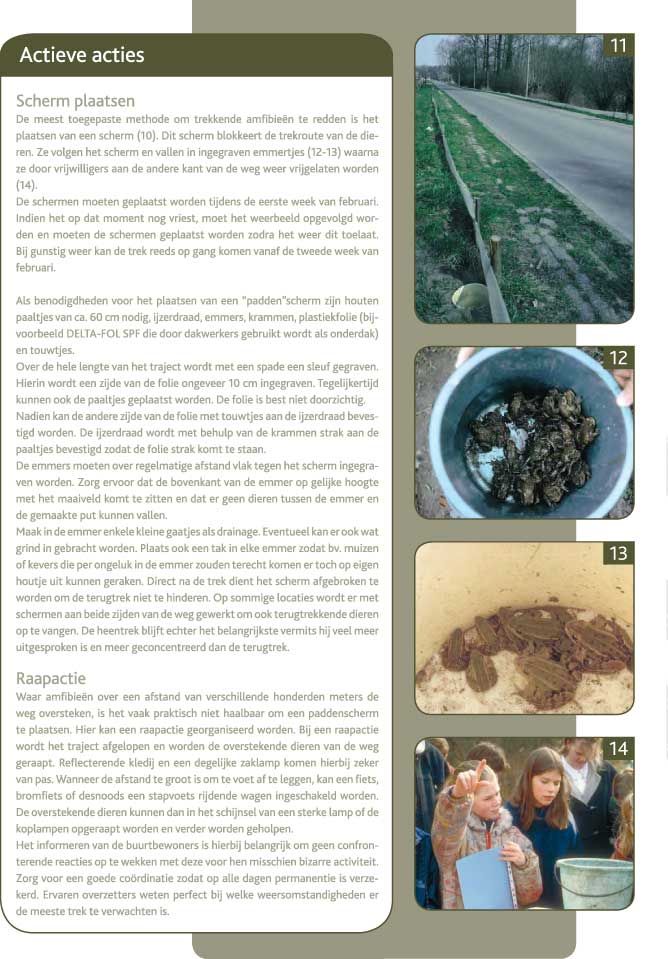 AmfibieActieveActie_668