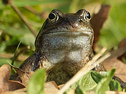 Kikker2