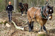 2026_03_28_ecologisch bosbeheer