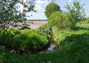 Wag_11_2_D600_DSC4415