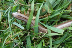 hazelworm-20160528AV3