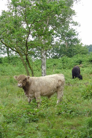 galloway4
