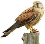 Ledenwerving_Torenvalk_10-2021